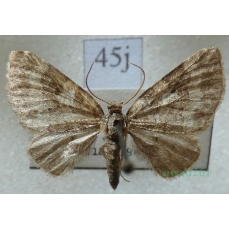 Pterapherapteryx sexalata (Retzius, 1783) Płatynka wierzbówka Slovakia45j